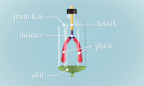 Model pluća - organi