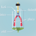 model pluca - organi