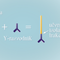 model pluca - korak 2