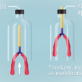 model pluca - korak 4