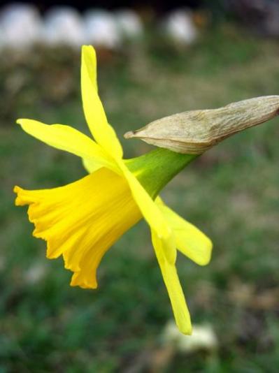 moreflwrs2_005