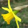 moreflwrs2_005