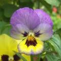 pansy_8