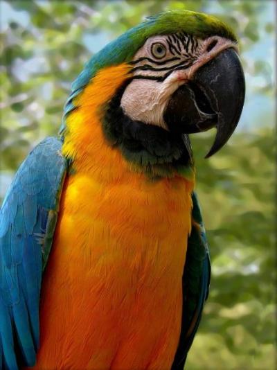parrot02