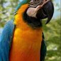 parrot02