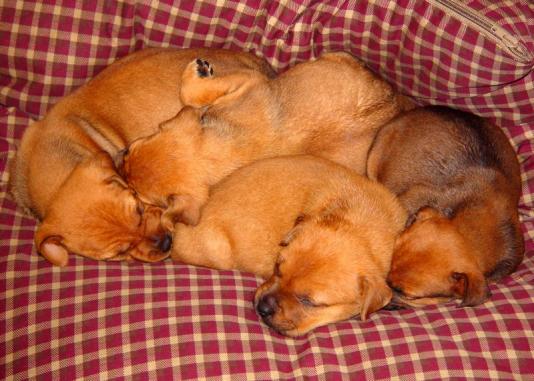 puppies_001