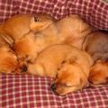 puppies_001