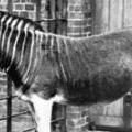 quagga1.jpg