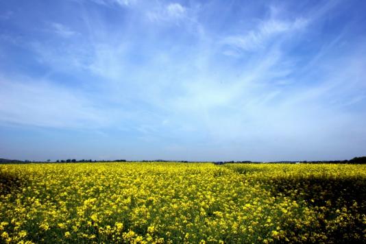 rapeseed_027_filtered