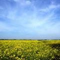rapeseed_027_filtered