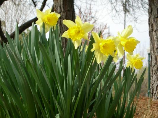 talldaffs