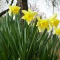 talldaffs