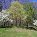 tree2_m