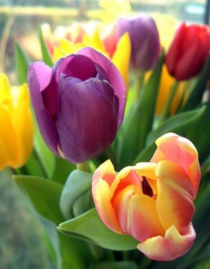 tulips_in_window_7_wc