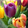 tulips_in_window_7_wc
