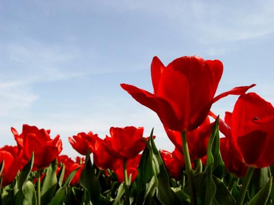tulips_l