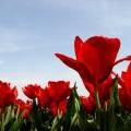 tulips_l