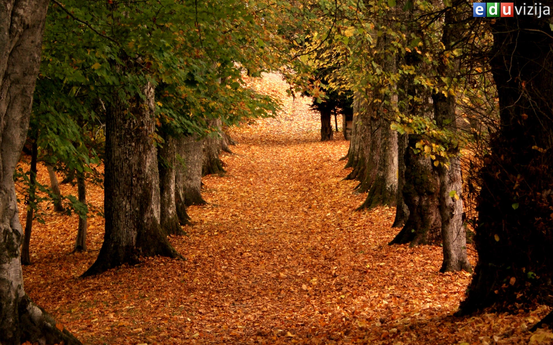 Pratimo Jesen Video I Pozadine wallpaperi S Temom Jeseni Eduvizija Pratimo Jesen Video I Pozadine wallpaperi S Temom Jeseni Eduvizija